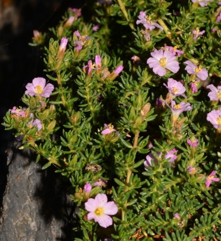 Pianta succulenta Sardegna - Frankenia laevis